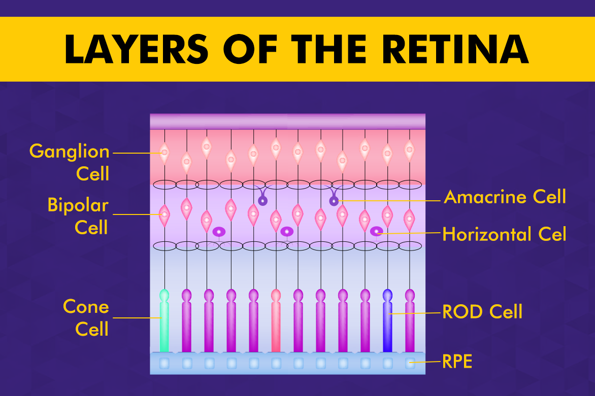 Understanding the 10 Layers of the Retina