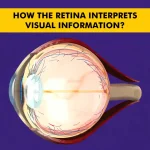 How the Retina Interprets Visual Information: Understanding Key Functions, Disorders, and Health