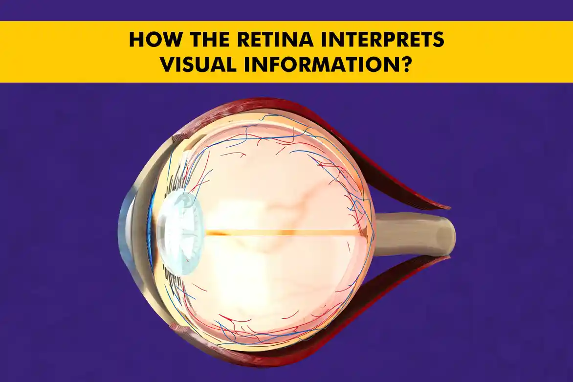 How the Retina Interprets Visual Information: Understanding Key Functions, Disorders, and Health